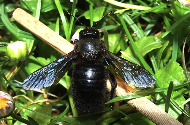 mi dite di che insetto si tratta per favore?